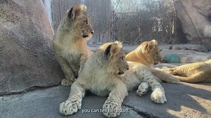 Lion cubs get named at Denver Zoo