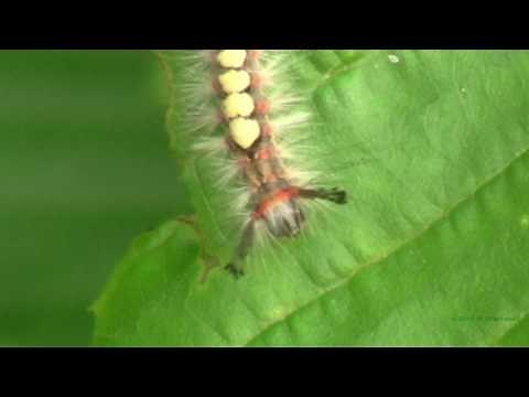Caterpillar of the Rusty Tussock Moth or Vapourer (Orgyia antiqua) - 1