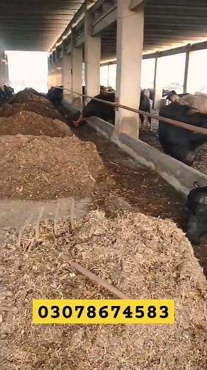 12K views · 312 reactions | 300 Pregnant Heifers Farm in Pakistan | Farming Business TV | Facebook