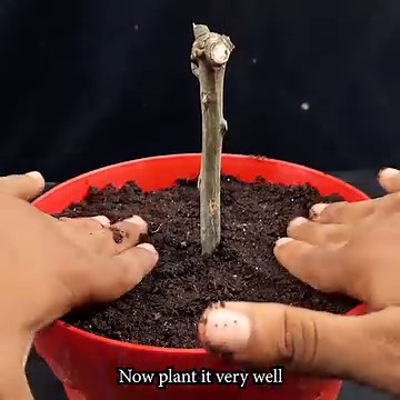 25K views · 1K reactions | How to Grow mango from cuttings using natural rooting aloe vera | Method of rooting in Aloe vera | Ashik Muztaba | Facebook
