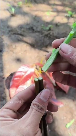 Stone grafting mango tree with double rootstock | mango stone grafting #mangografting #satisfying