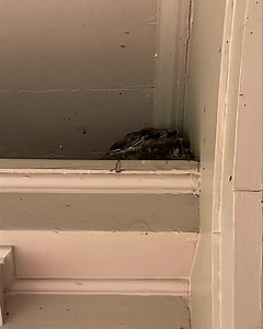 A phoebe built a nest above the entrance to the Retreat Center Staff Dining Room. 🪹 Here you can see the chicks eagerly anticipating a snack🐣 | Insight Meditation Society