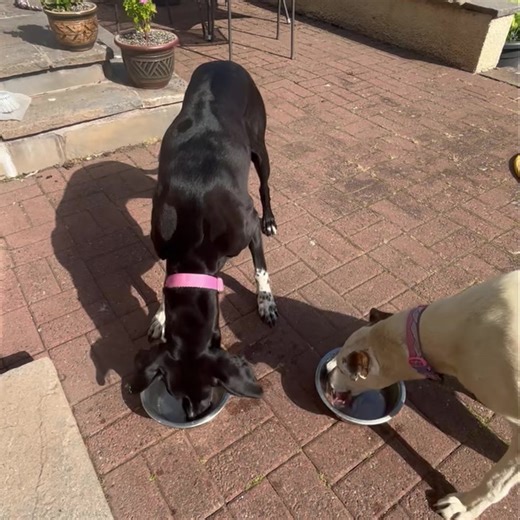 💧 Hydration for Dogs – It’s More Than Just a Summer Concern! 🐾 Hydration isn’t just important during hot weather or right before exercise — it’s something that should be a regular part of your dog’s daily feeding routine. Making sure your dog is properly hydrated supports digestion, muscle function, and overall well-being. Years ago, I made a more in-depth video covering why hydration matters and how to easily incorporate it into your dog’s meals. The principles still hold true today! You can 