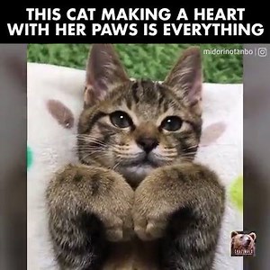 3.1K views · 163 reactions | Too cute !  | Kucing Lucu | Facebook