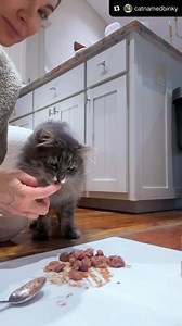 3 comments | Beef & chicken thighs w/EZ complete, psyllium husk & pre/probiotics ‍ And LOTS of kisses! Breakfast is one of my fav bonding times with Thumper. I make his morning & evening meals, & he knows that. He often “supervises” from next to me on the counter, or sprawled out on the kitchen floor. Supervising is hard work after all 殺 • • • #feedmycat #rawfedcat #mainecoon #catlover #catmom #catlady #siberiancat #ragdoll #rescuecat | Raw Feeding Miami | Facebook