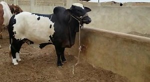 11K views · 615 reactions | Bachra For Sale 2018 Contact : +92 331 2333353 | Cow Mandi ( Bakra Eid in pakistan ) | Facebook