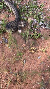 24 reactions | Mike Perry made a video to show his students the movements of a python. In this video the South African python (Python natalensis) is striking. | African Reptiles and Venom | Facebook