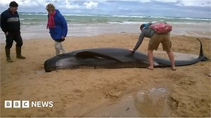 Falcarragh: Five whales die on County Donegal beach