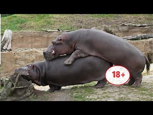 The Fascinating World of Hippopotamus Reproduction. How hippo mating?