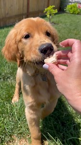 26K views · 51 reactions | Homemade Dog Ice Cream | Food With Feeling | Facebook