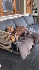 Just get a puppy! 🐶 #scary #pets #reaction | The Dadbod Veteran