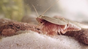 Triops Tadpole Shrimp Living Fossil Oldest Stock Footage Video (100% Royalty-free) 1080319190 | Shutterstock