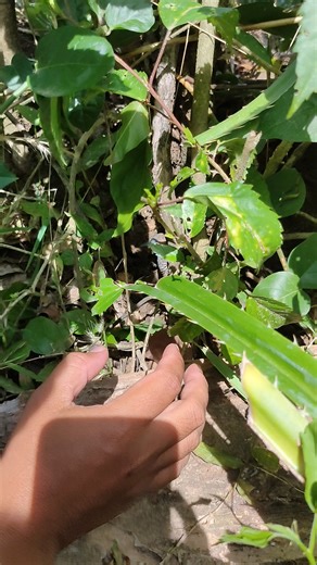 3.9K views · 27 reactions | Dari kemaren burung ini bikin sarang di sini | Pusaka burung | Facebook