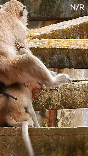 Jonna cry loudly hug Babie #reelsfb #shorts #Beautiful #monkeyslife #reelsviral #reelsvideo #reels2023 | Newly Monkey Reel