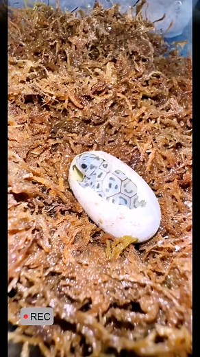 A super beautiful baby turtle🐢💚💚#turtle #🐢 #turtles #turtletok #reptile #reptiles | Timothy Miller