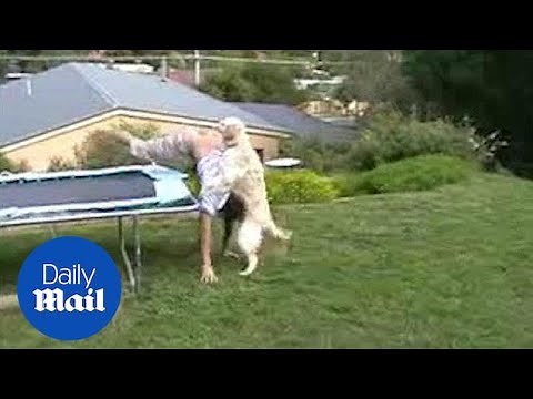 John Lewis part 2? Dog gets cheeky after man falls off trampoline - Daily Mail