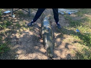 Cleaning garfish 🦖🦖🦖 #fishing #337louisiana #alligatorgarfish #337