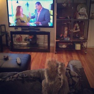 "Shhh... Mommy I'm trying to watch my show...." 😒📺#squirrelswhowatchtv #tvtime #mommyslittleweirdo #fridaynight #mommyandthumb . . . . #easterngreysquirrel #easterngraysquirrel #squirrelbaby #squirrellove #squirrelwhisperer #squirrelsofinstagram #squirrel #wildliferehabilitation #wildliferehabber #wildliferescue #wildlife #nature #furbaby #squirrelsquad #animal #babyanimals #petsofinstagram #cuteanimals #petsofig #littlethumbelinagirl #lifewiththumbelina | Little Thumbelina Girl