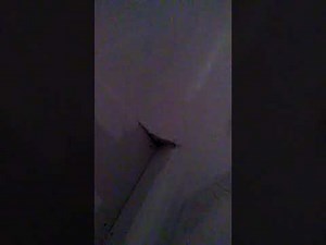 Plaster ceiling cove repair