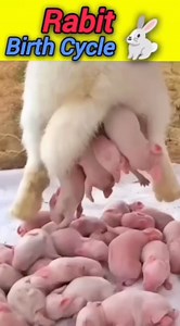 40K views · 44 reactions | Rabbit birth cycle #rabbit #Animals | Shopping DEALS | Facebook