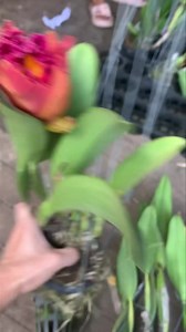 #CodeA6 ပုံအတိုင်းကတ်အကြီးပန်းပါ၅ရောင်၅ပင်တွဲ တတွဲ ၆၇၀၀၀ မှာယူလိုပါက page ရဲ့ cbမှာအော်ဒါလာတင်ပေးပါနော် ဖုန်းဆက်မှာယူလိုပါက သစ်ခွကမ္ဘာ ☎️09 89 2222 377 ☎️09 89 2222 388 | သစ်ခွကမ္ဘာ | Facebook