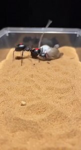 A rare and surprising moment from nature where a spider confronts a mouse. Real wildlife behavior that shows how unpredictable the natural world can be#NatureMoment #WildlifeVideo #AnimalBehavior #NatureSurprise #RareFootage #WildEncounter #NatureLovers #AmazingNature #ViralVideo | SpiderVerse Wild