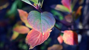 Leaf, Autumn, Dogwood, Blowing
