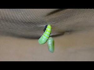 Monarch Caterpillar - 5th Instar Shedding its Final Skin and Forming a Chrysalis