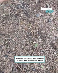 17K views · 553 reactions | Pregnant Hedgehog Rescued From Plastic Tube 璉璉 | Innaira Shop | Facebook