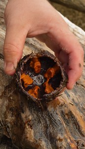 Easy Sea Urchin Peeling: Step-by-Step Guide! | 5-Minute Crafts Play