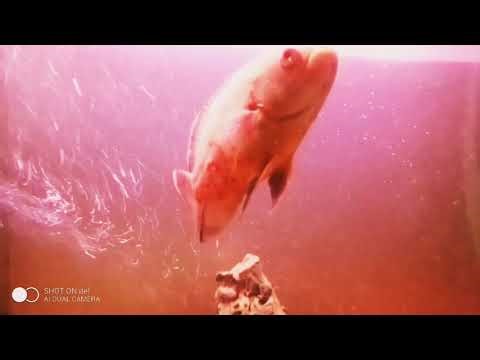 This Rare Oscar Fish Has a Pattern That Shocked Everyone