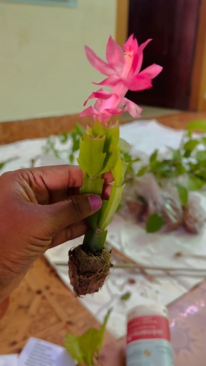 X’mas Cactus Packing 💕 Order through WhatsApp -6235031640 | Wayanadan Touch Garden