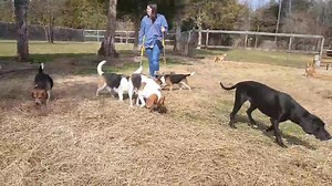 Silly, sweet Beagles and friends :-) | Country Club Kennels and Training