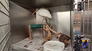 We recently admitted a Great Egret that was found limping and struggling on the ground. The Egrets at Kiwanis Lake are fledgling, a crucial stage for any young bird as they leave the nest. During this time, they learn from their parents how to fly, perch, fish, and develop the skills necessary for survival. Unfortunately, fledglings can become separated from their families, find themselves in trouble, or struggle to learn how to hunt for food. Raven Ridge is one of the few federally and state-li