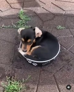 Pool party 🤩 | Dachshund Love