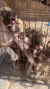 Boerboel Puppies For Sale Holla 08137586216 #puppylove #doglife #puppygram | Ranks Africa