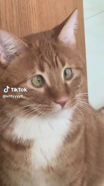 Funny Cat Videos That Will Make You Laugh