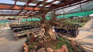 Bonsai!!! | The ALOE FARM