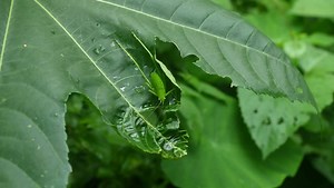 Round-headed Katydid Nymph Resembling Miniature Adult | Editorial Video | 16378649b | Shutterstock Editorial