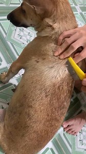 22K views · 119 reactions | Saving a Dog in Extreme Pain | Removing Giant Ticks Safely #ticks #dogticks #tickremoval #fblifestyle #fypシ | Jane ASMR | Facebook