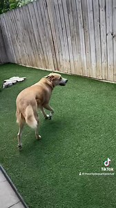 We’re in the mood to hang with Sirius and Poe!!! | Mount Pleasant Avenue Premier Canine Villas & Spa