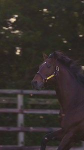 It was a successful weekend across Europe for #Cracksman… 🔥 🥇 Moon Target – Debutant juvenile winner by over five lengths 🇬🇧 🥈 East Hampton – G2 Minstrel Stakes 🇮🇪 🥉 Diamond Crown – G3 Fürstenberg-Rennen 🇩🇪 | Darley