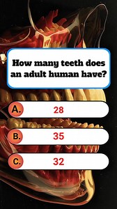 How many teeth does an adult human have ? #quiz #medicine #teethquiz #test | BrainBlitz