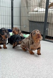 Beagle Puppy Daily Kissing Tax Paid — Wobbly but Fast Puppies