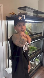 6.8K views · 38 reactions | Getting some pain kisses from “Inca” my dwarf caiman. 藍 Follow the homie @reyrackz on instagram | Rich UrbanVenom | Facebook