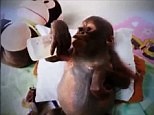 Budi the baby Orangutan now walking and feeding himself