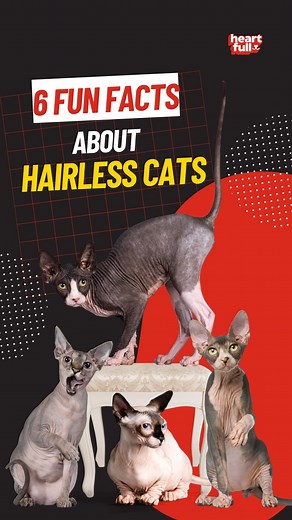6K views · 95 reactions | 6 Fun Facts About Hairless Cats #cats #catsofinstagram #pets #kittens #love #catstagram #instacat #hairlesscats #sphyxcat #baldcat | iHeartCats.com | Facebook