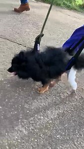 Professor Noel Fitzpatrick on Reels