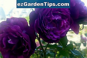 Que signifient les roses de couleur pêche? 🌱 Conseils Jardiniers - Fr.ezGardenTips.com