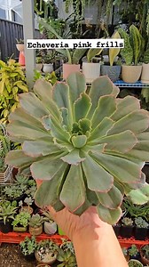 Echeveria pink frills #bikolanahardinera #plantsmakepeoplehappy #succulentgarden #succulents #succulentlover #succulentaddict #succulentarrangement #echeveria #echeverialover #echeveriacollection | Bikolanahardinera